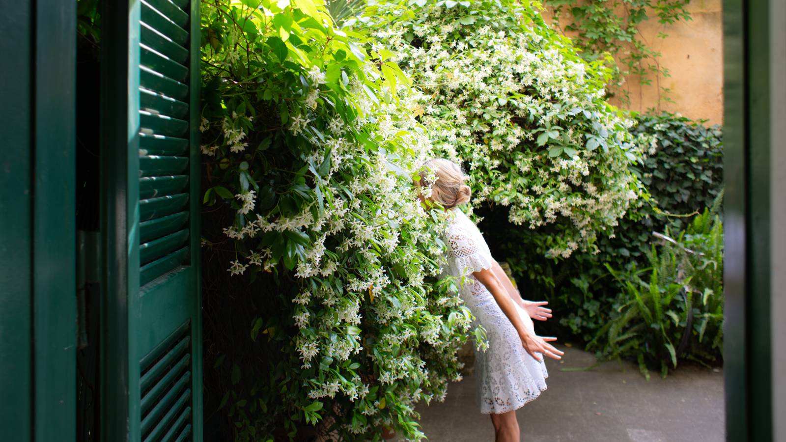 A woman in a white dress leans forward to smell a huge jasmine vine growing on the edge of a patio