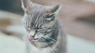 Grey cat licking their lips