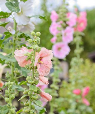 Hollyhocks in bloom