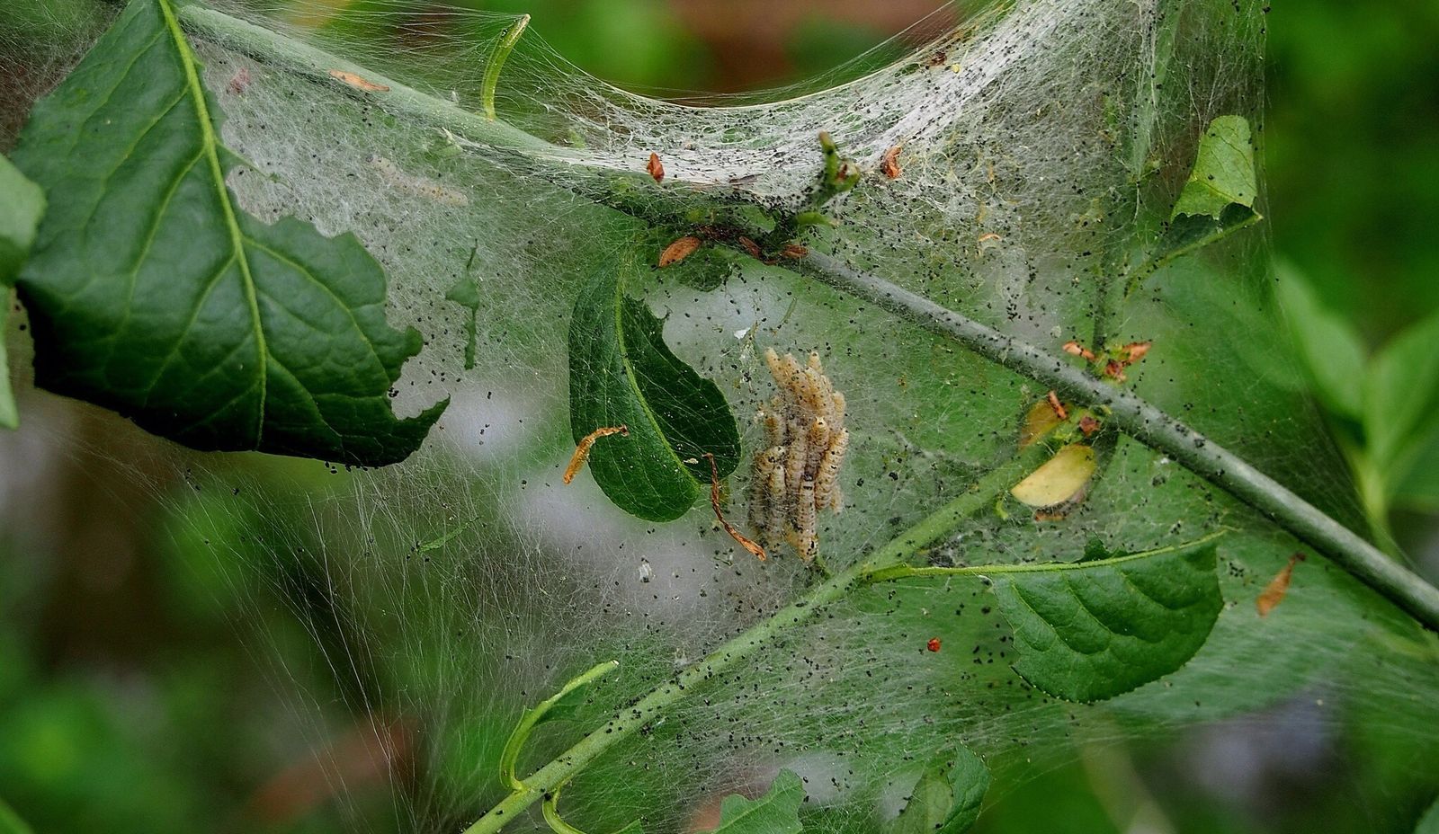 How to kill maggots instantly experts share solutions