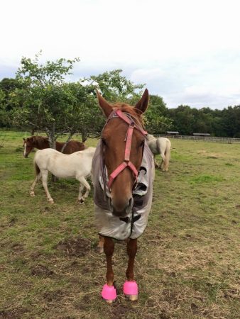 “This is my horse Ginger, a silly 16-year-old thoroughbred. She likes to try and remove things from her face!” — Angela Bird
