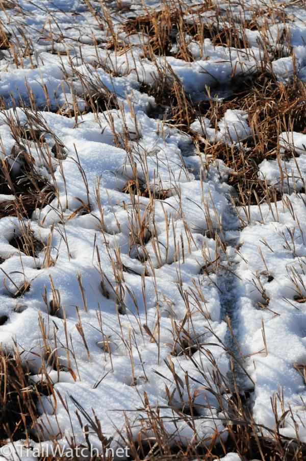 Tracks in the snow in Fort Collins