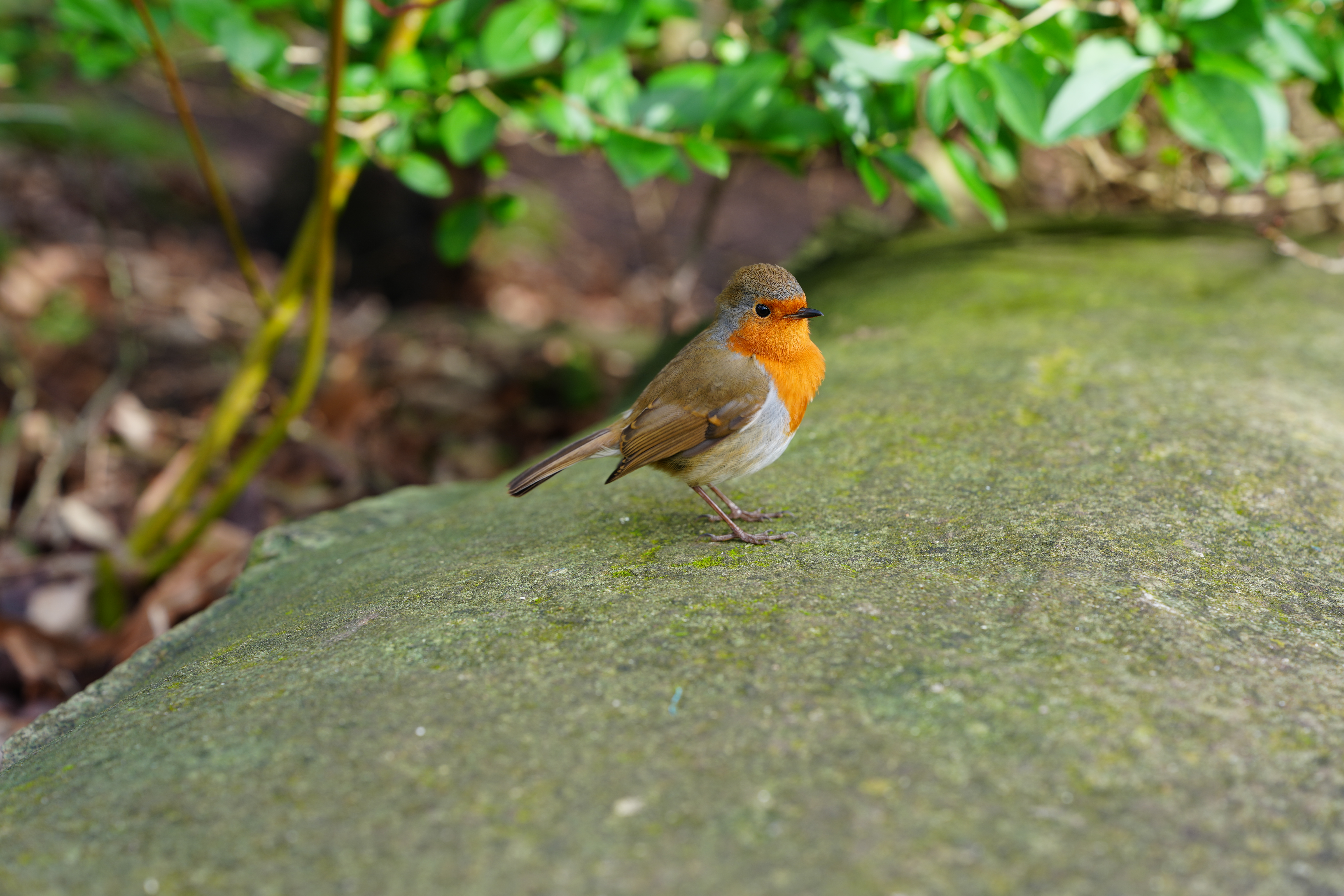 A photo of a robin, taken on a Sony A1 II mirrorless camera and with a Sony FE 28-70mm F2 GM lens