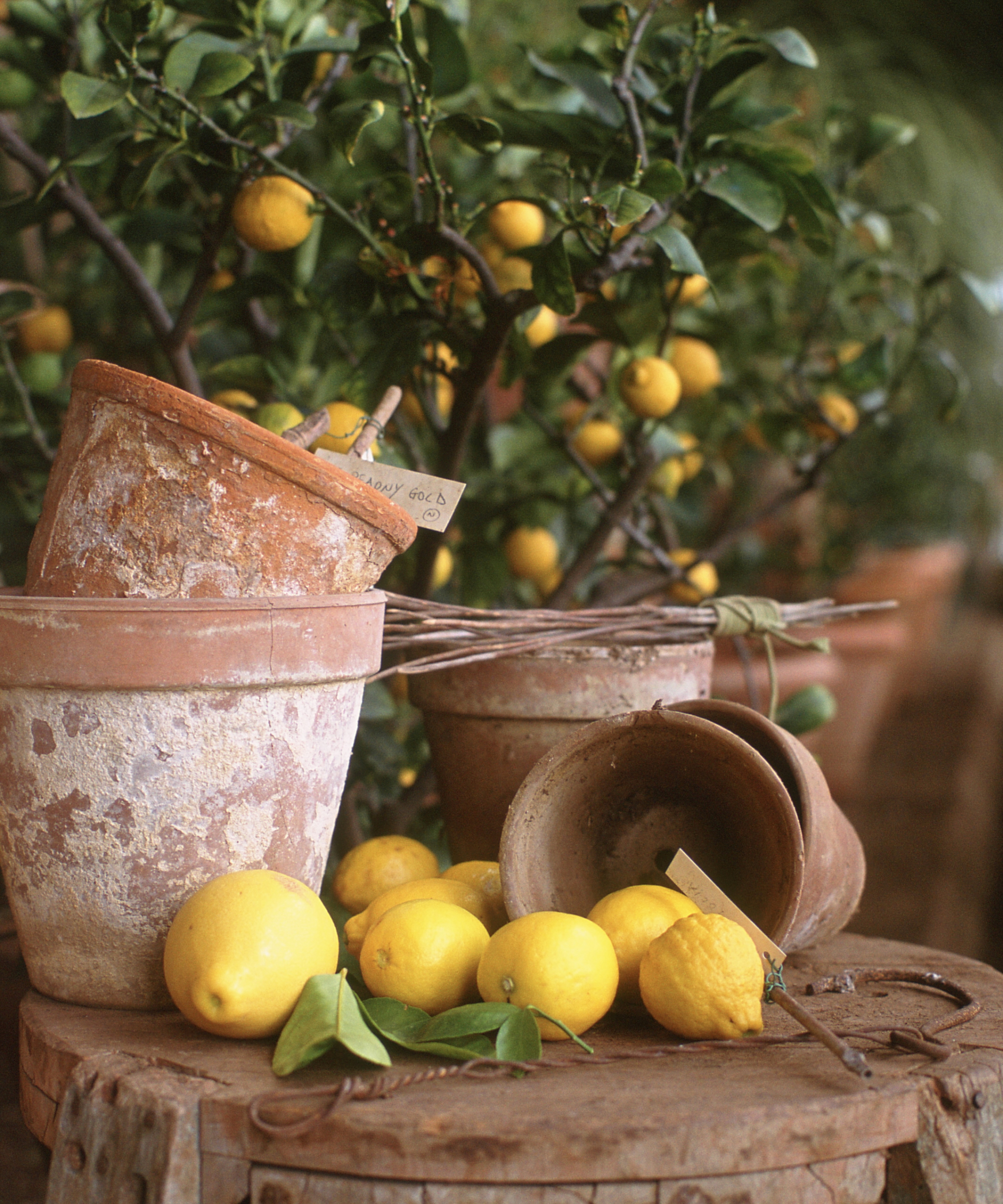 Lemons, Lemon trees, rustic pots
