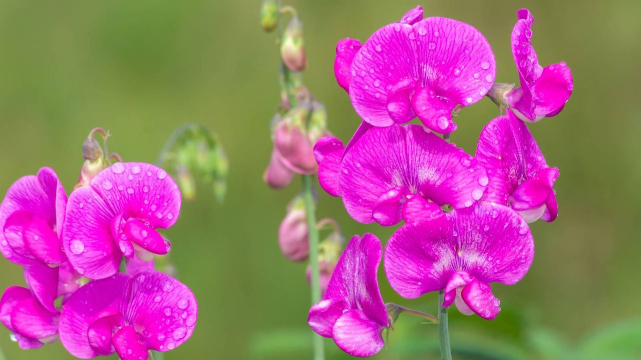 Perennial sweet pea blooms