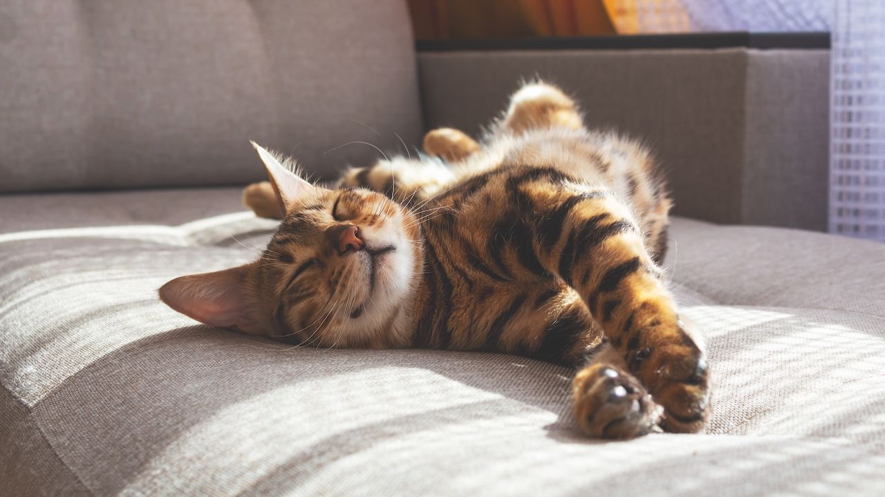 a sleeping brown tabby cat looks happy as it stretches out on a sofa