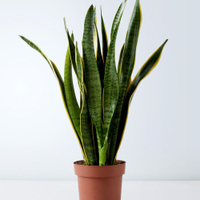 Large Sansevieria Plant, £30 at Marks and Spencer