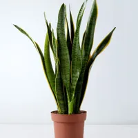 Large Sansevieria Plant, £30 at Marks and Spencer