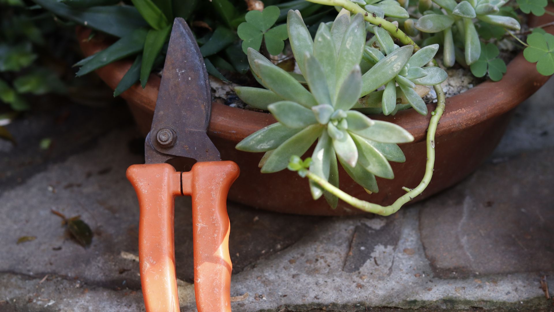 picture of gardening shears next to a plant pot