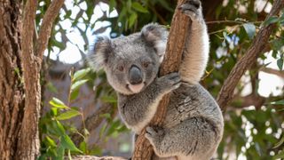 A koala bear hanging in a eucalyptus tree