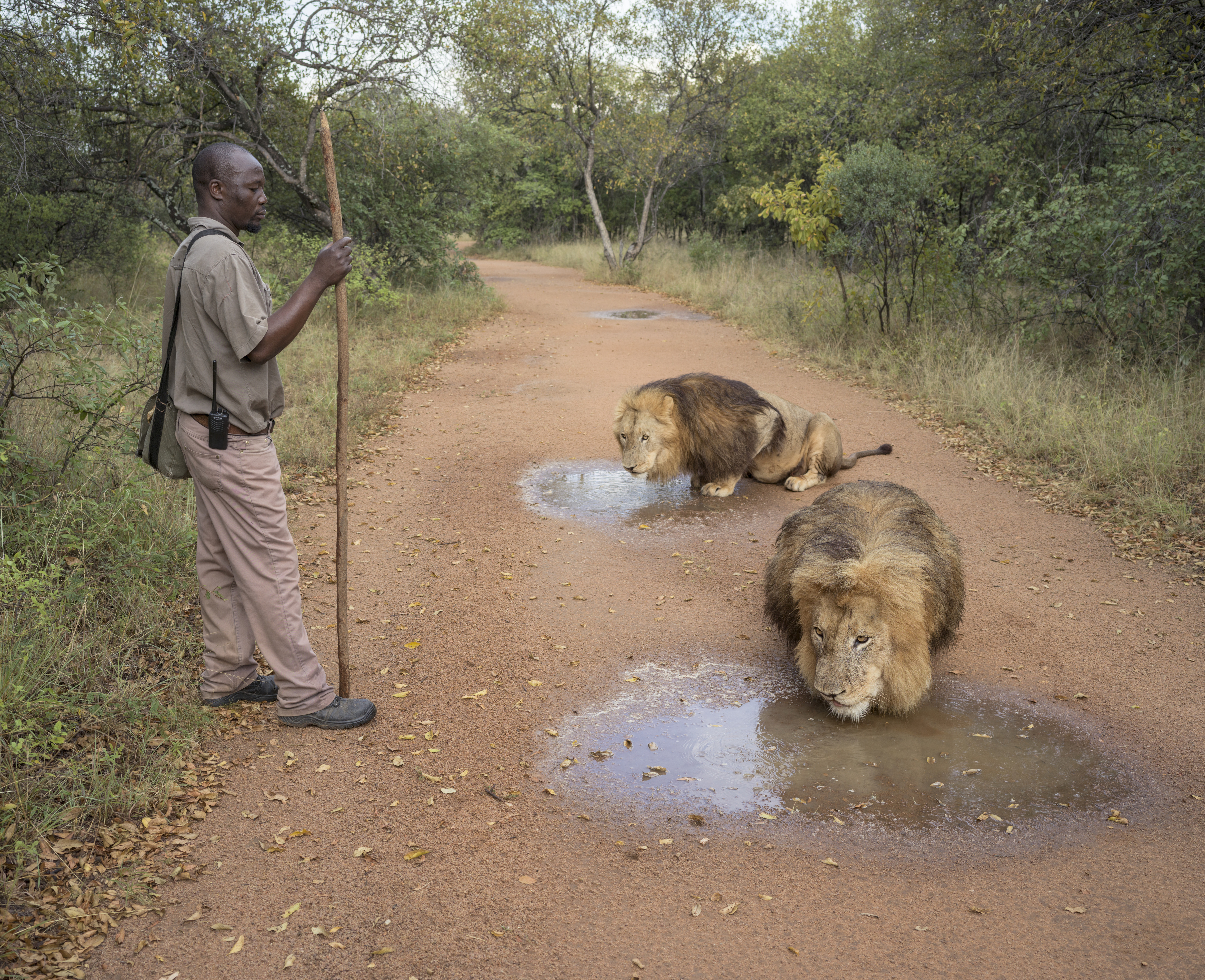 Walk with Lions tourist experience. South Africa. two lions drinking from puddles with a guard watching over them