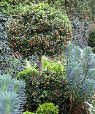 evergreen shrub holly with red berries