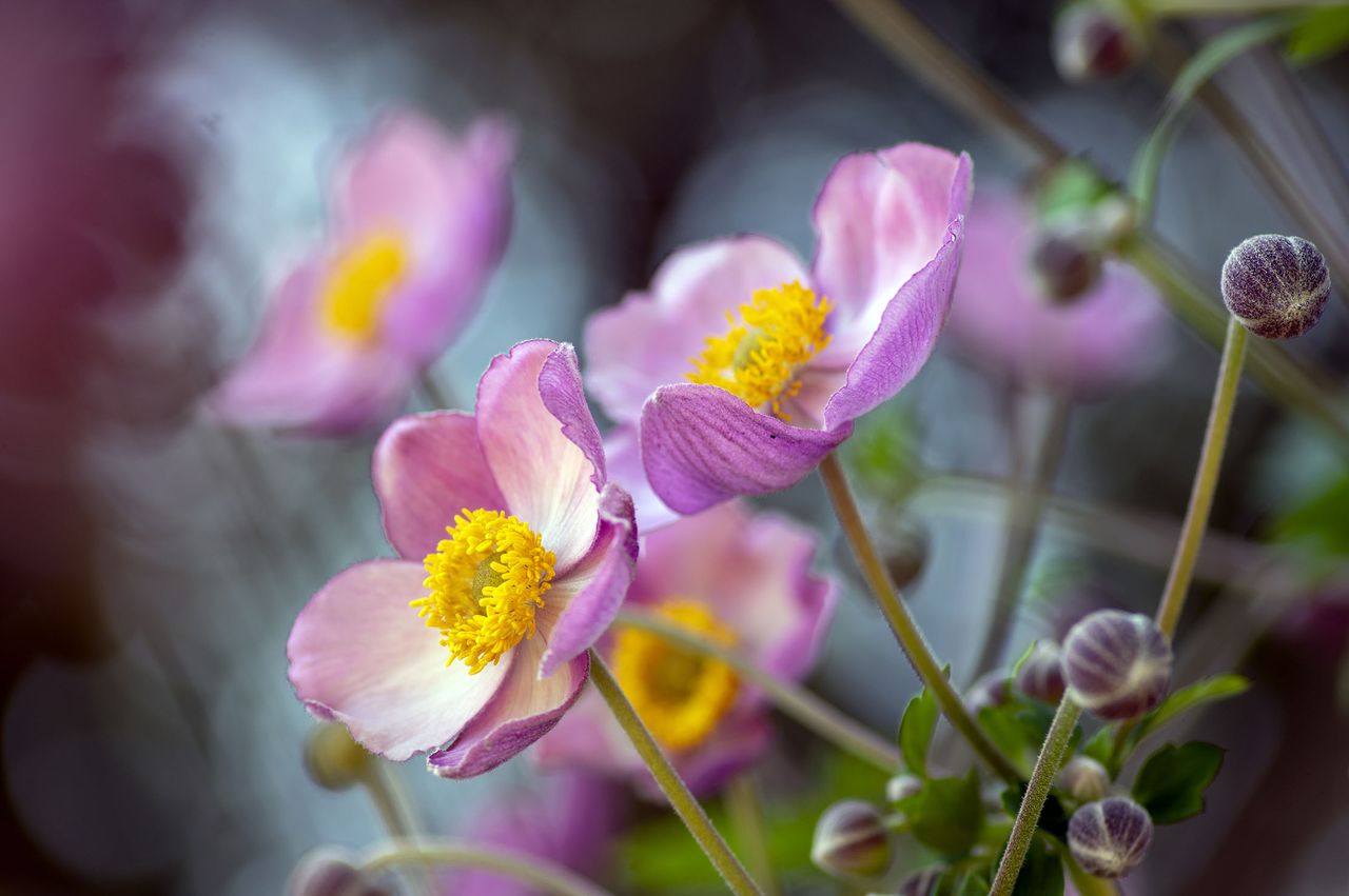 Japanese anemones seem to bloom earlier every year.