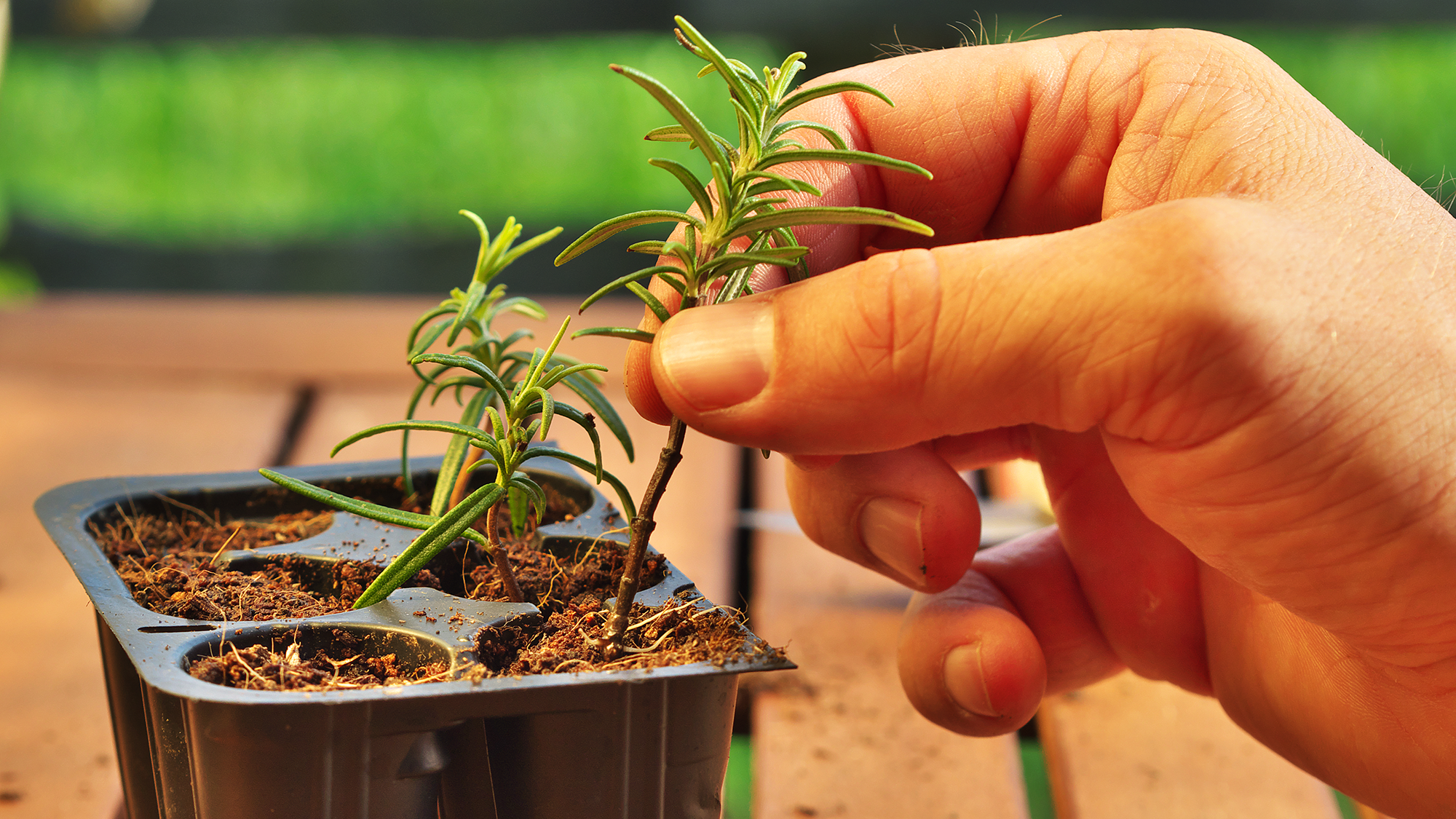 Man planting rosemary cutting