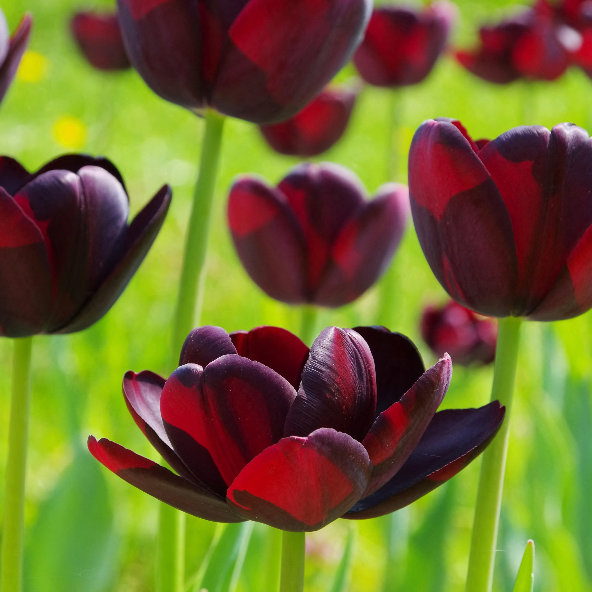 Tulpe Queen of Night - tulip Queen of Night