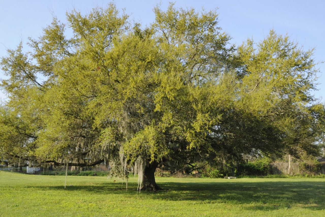 Live Oak Tree Facts - Tips On Caring For Live Oaks In The Landscape ...