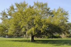 Large Live Oak Tree