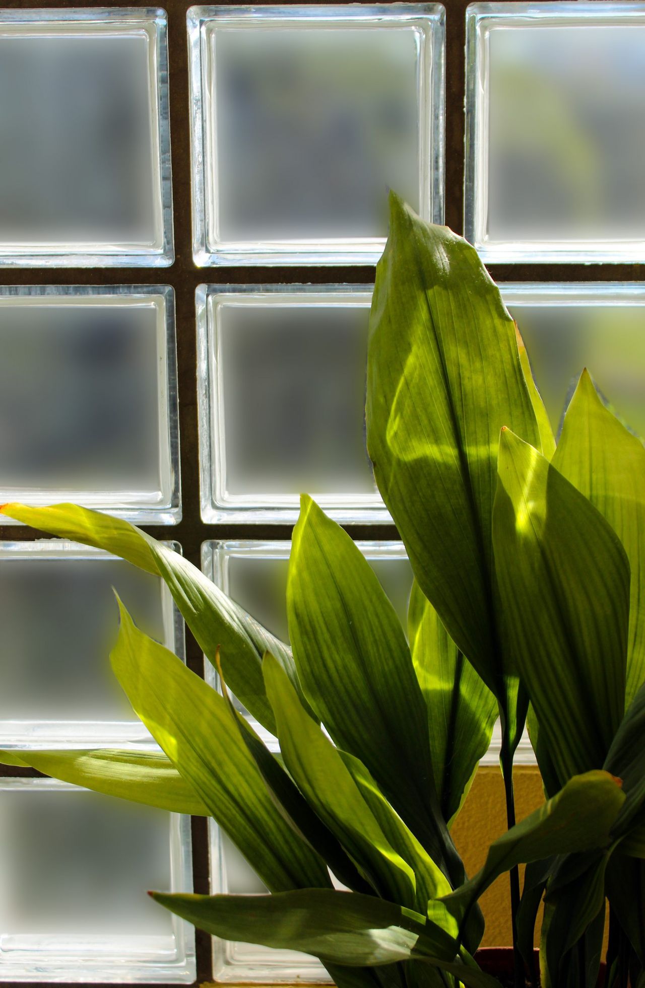 The essentially indestructible aspidistra elatior.