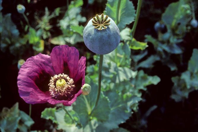 poppies, flowers, painkillers, drugs