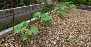 Flower bed with climbing plants on canes with a layer of protective mulch