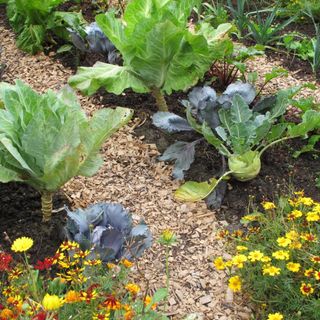 Rows of vegetables and flowers as companion plants with wood chippings between rows
