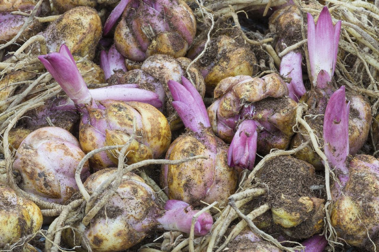 Pile Of Lily Bulbs