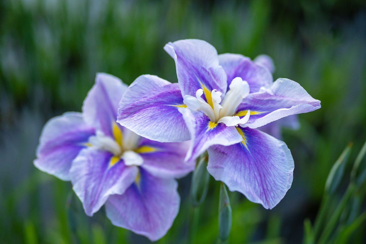 Few flowers are quite so elegantly beautiful as a Japanese lris.