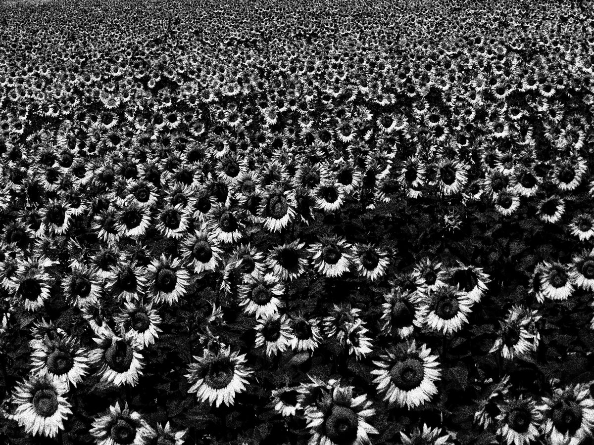 Black and white photograph of a field of sunflowers.