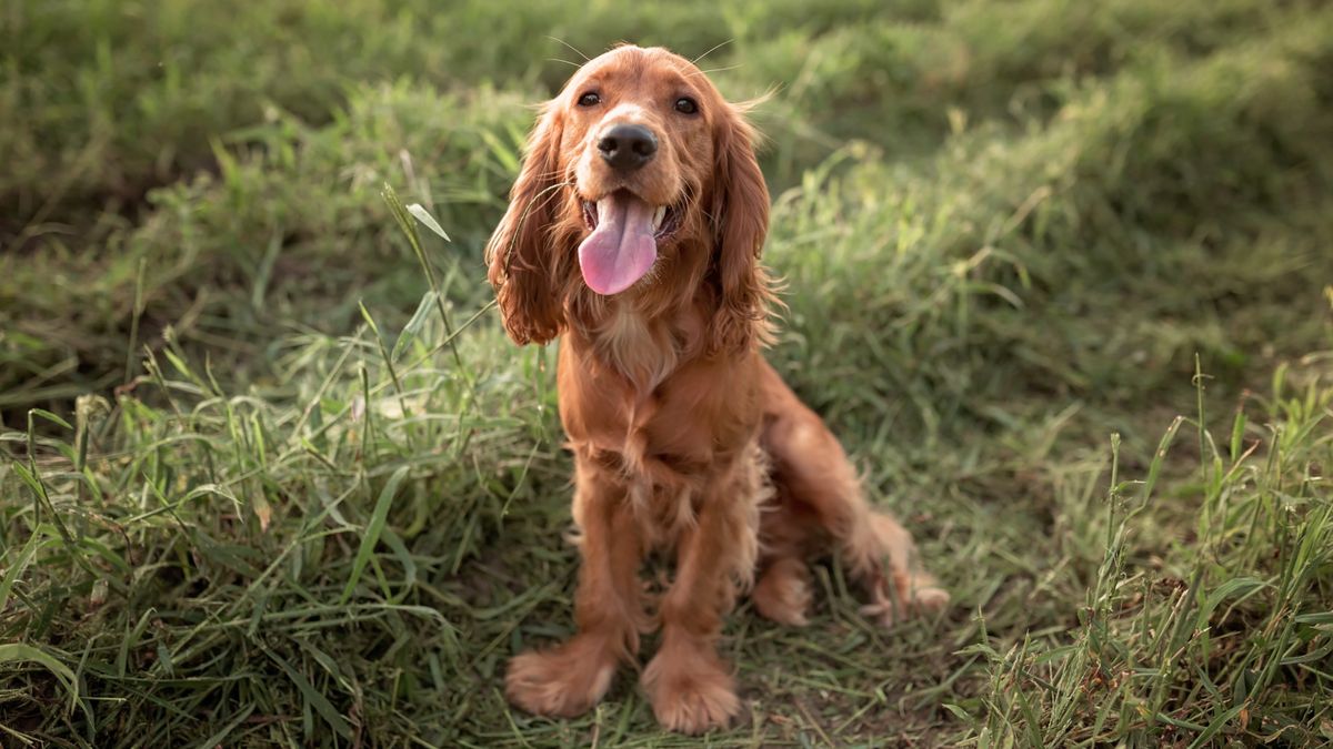 Red English Cockers Spaniel sits on the grass