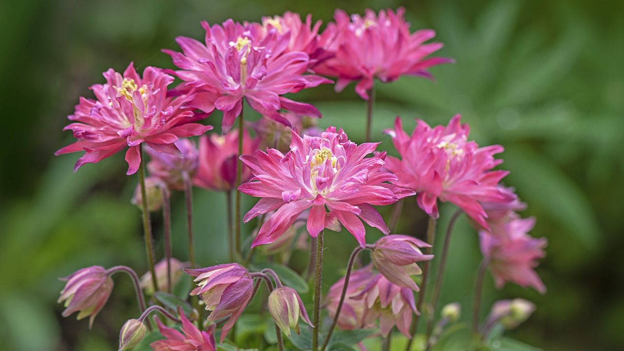 Pink columbine flowers