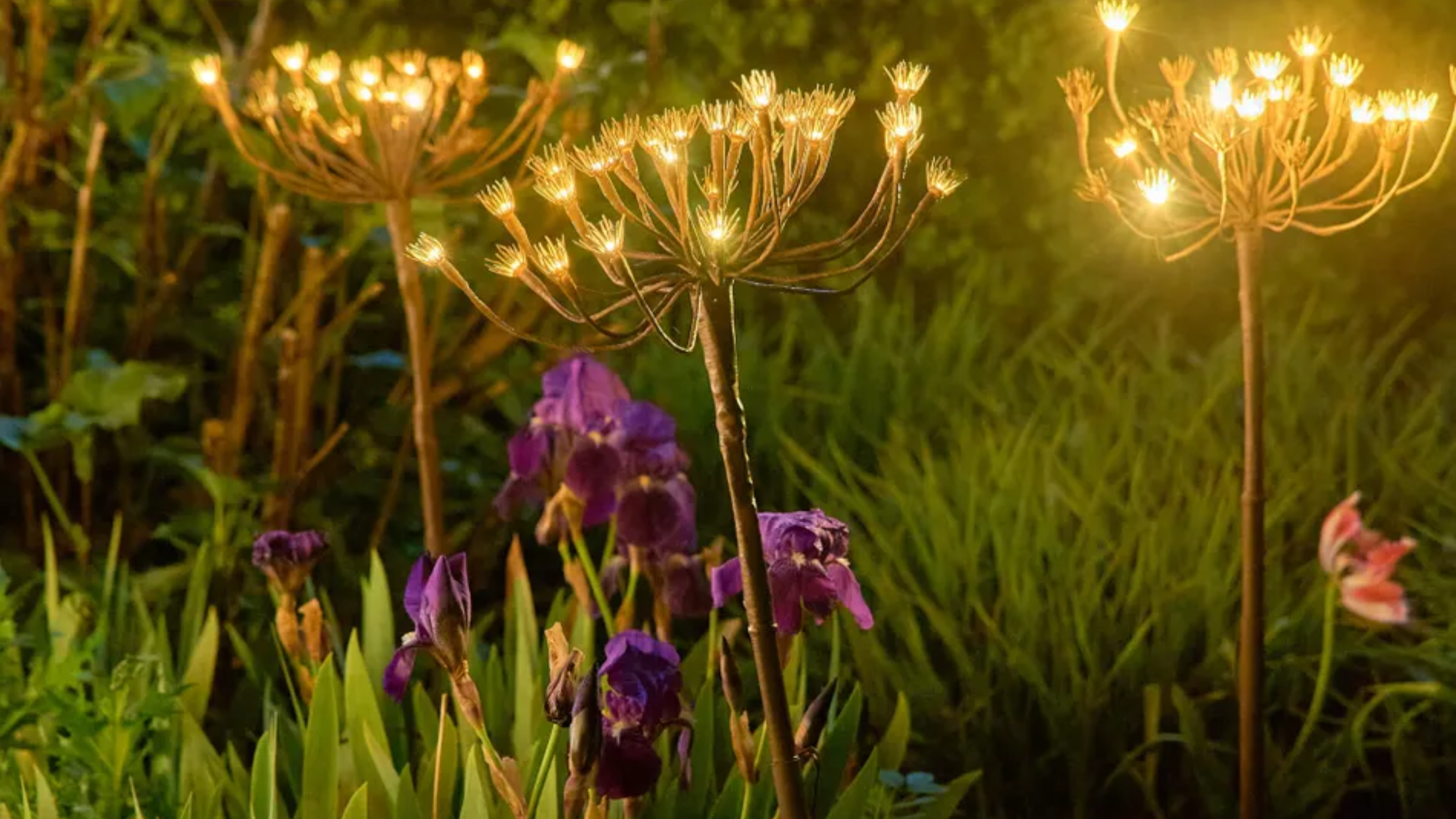Wild Fennel Lights