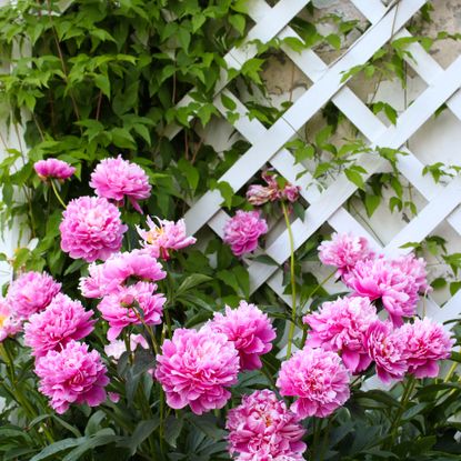 peonies in garden with vines and trellis 