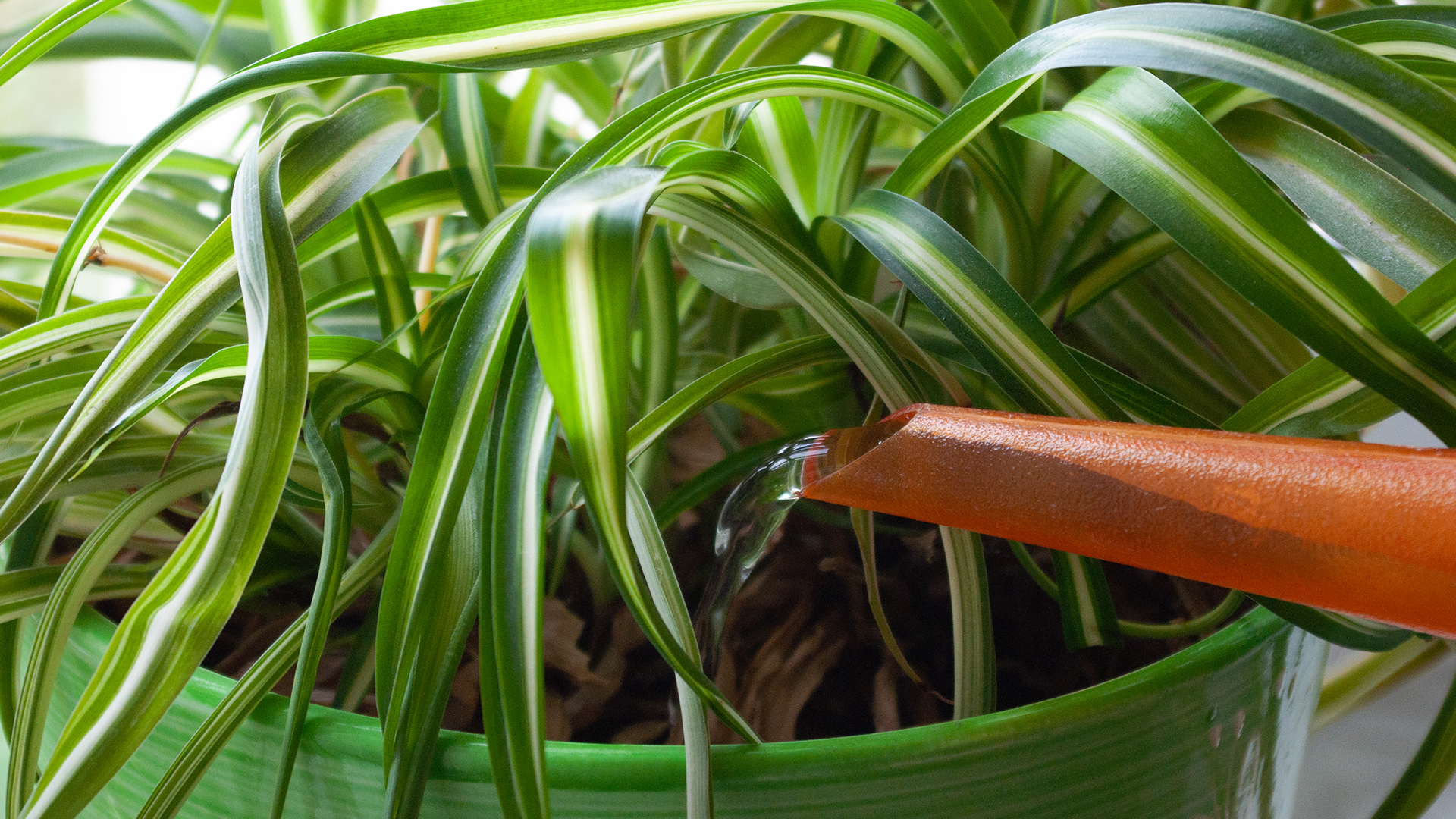 Watering a spider plant