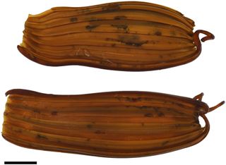 Two brown oval-shaped egg cases against a white background.