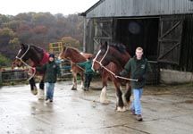 Shires_with_grooms_outside_barn.jpg