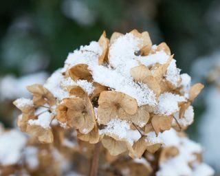 hydrangeas in winter