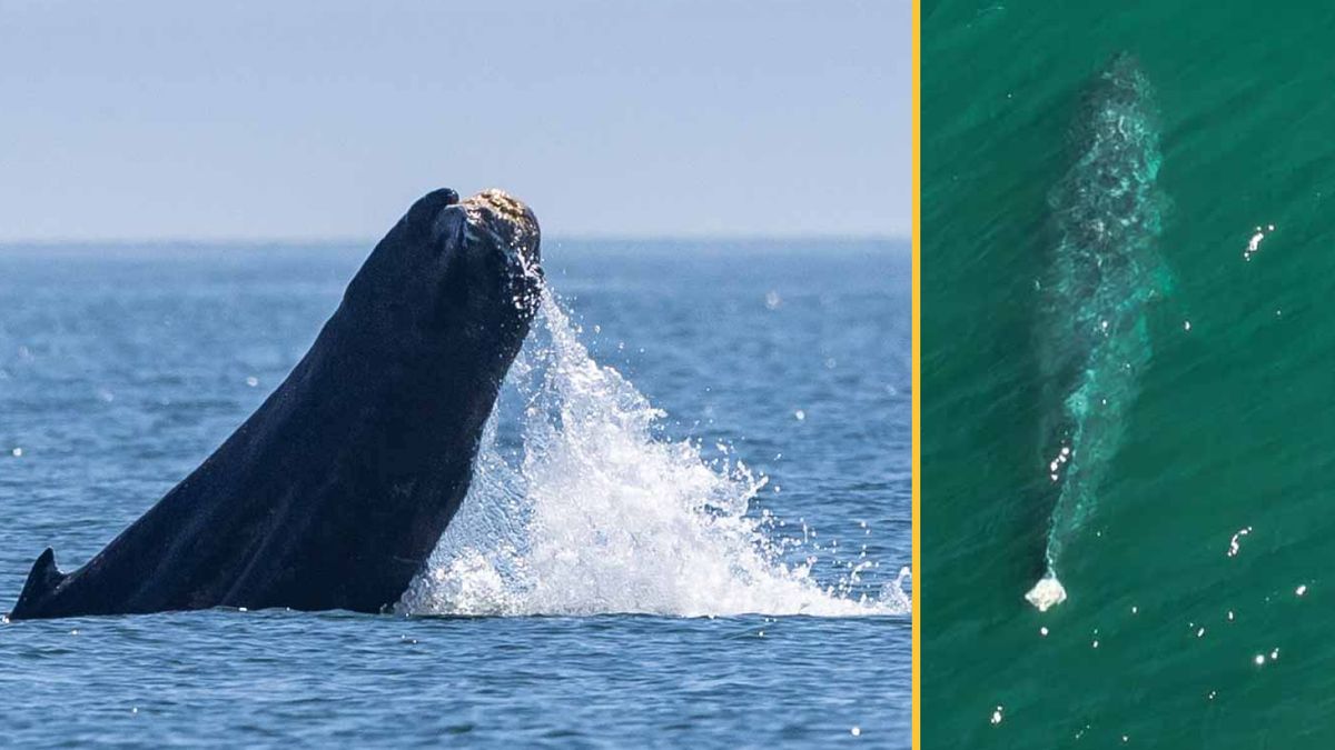 Watch heartbreaking footage of humpback whale with missing tail in Washington state