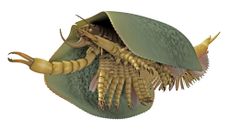 ancient marine critter