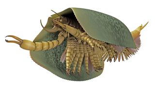 ancient marine critter