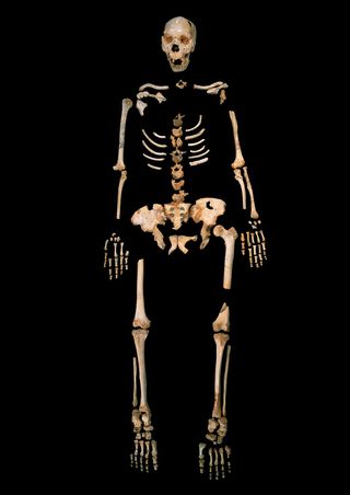 Here, a skeleton of a <em>Homo heidelbergensis</em> from Sima de los Huesos, a unique cave site in Northern Spain.