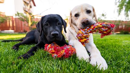 Two dogs with a rope in the grass