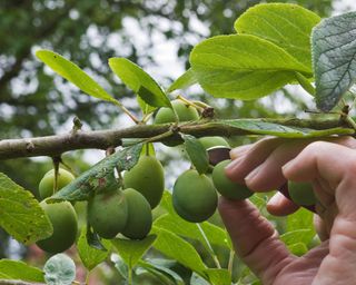 thinning plums fruitlets on plum tree in summer