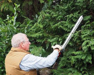 man cutting an evergreen hedge with a cordless hedge trimmer