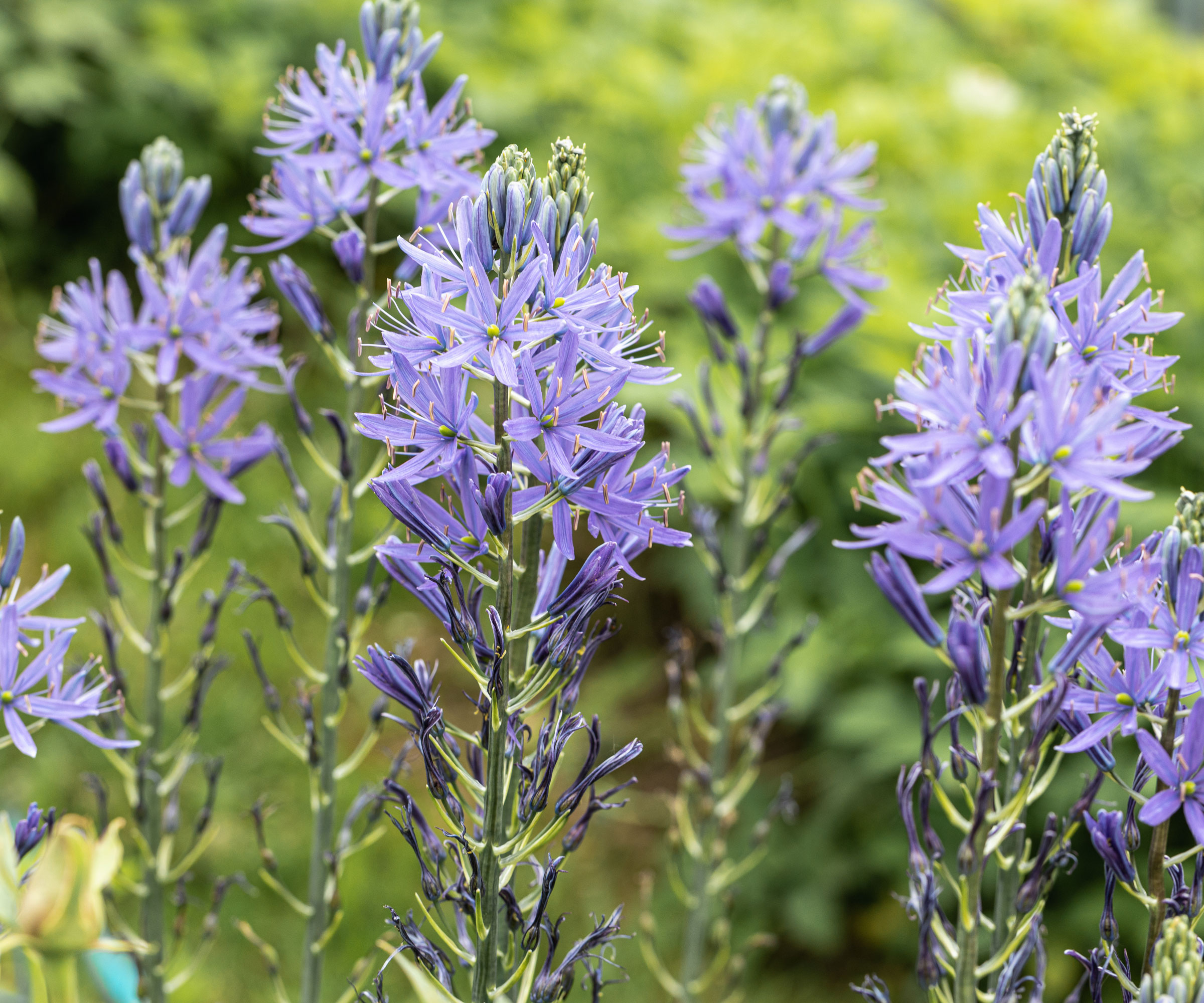 blue camassia flowers