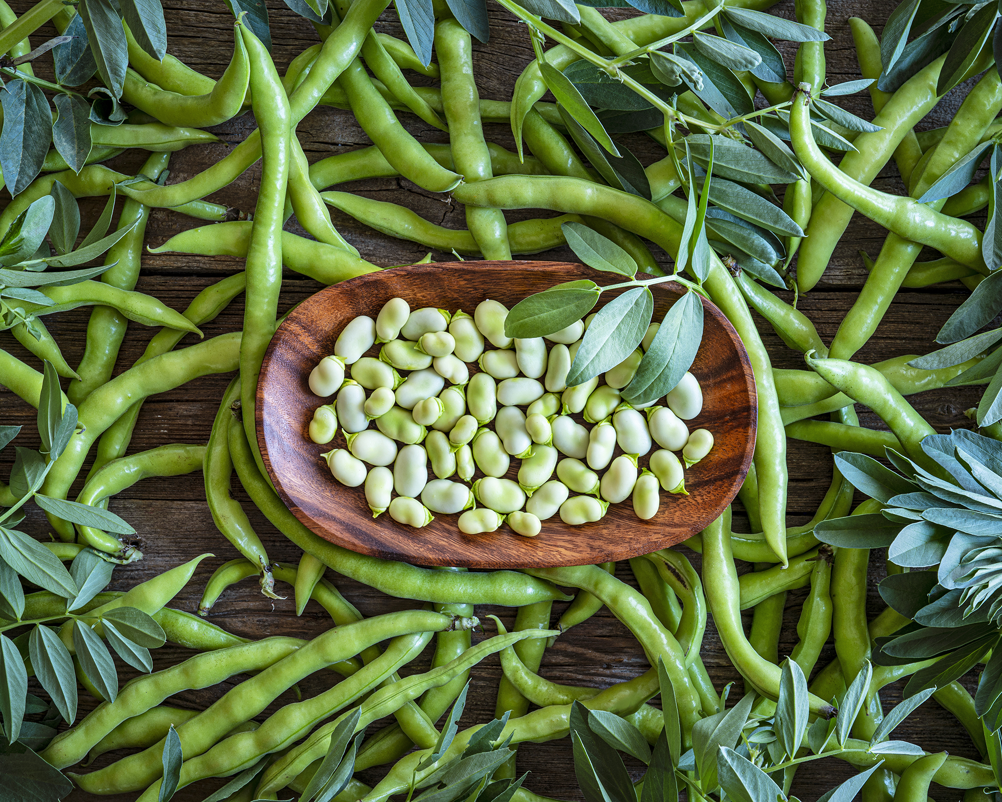Broad beans fresh just after harvest, background with plant leaves
