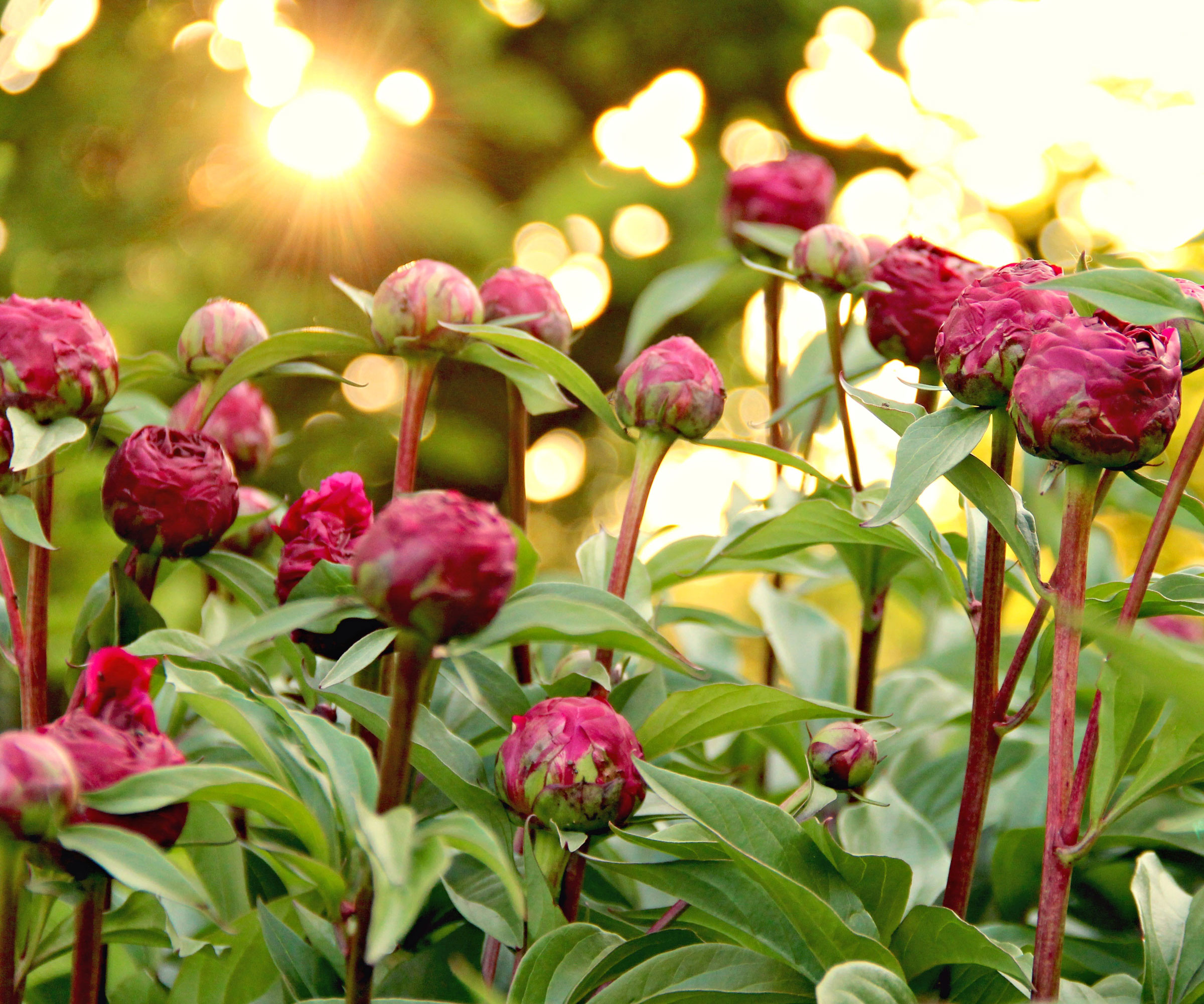 pink peony buds on peony plant in evening light