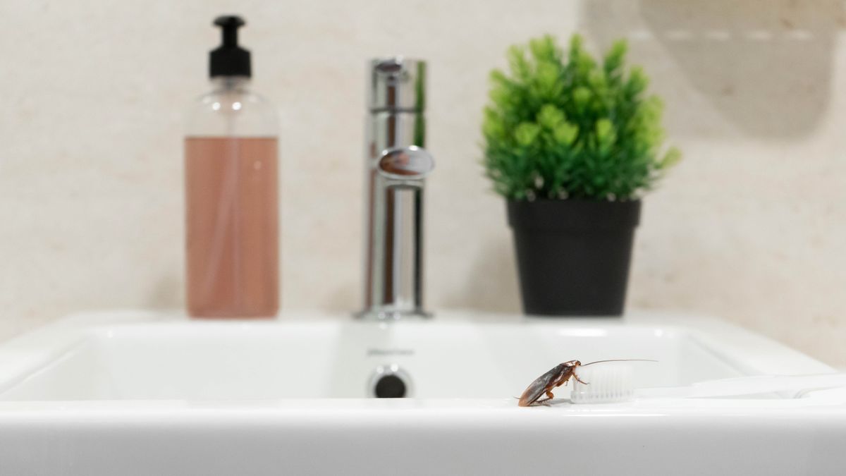 Cockroach on a bathroom sink 