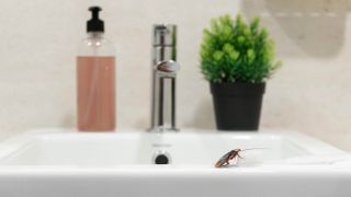 Cockroach on a bathroom sink 