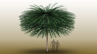 A reconstruction of a tree from a 350 million-year-old fossil discovered in Canada.