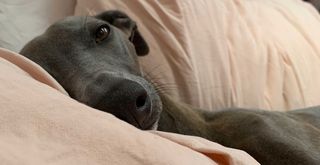 Blue whippet in bed with pink linen bedding to support advice for why you should never let your pets sleep in your bed